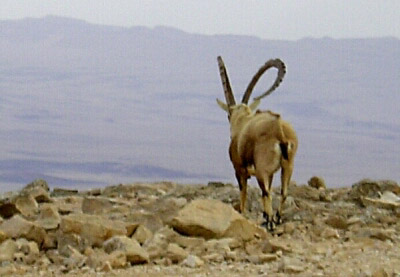 8. Februar 2005, 08.30.12 MIZPE RAMON-A